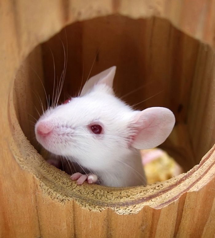 アルツハイマー病治療に革命をもたらす?記憶回復を実現する新しい治療法の可能性