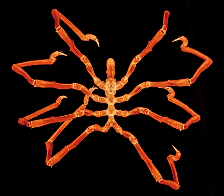 ウミグモのゲノムが解き明かす、クモやサソリなど8本脚の生物の進化の謎