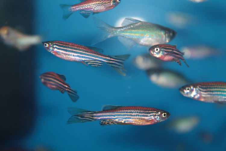 緑内障治療薬が認知症治療の鍵に:メタゾラミドがタウ蛋白を抑制する仕組みを解明