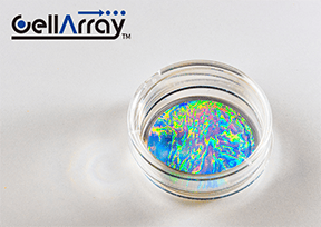 ヒトiPS細胞由来心筋シートの問題点を克服・CellArray-Heart 35mm ディッシュ