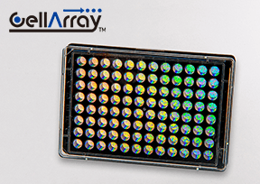 薬剤の心毒性評価に最適・CellArray-Heart 96ウェルプレート